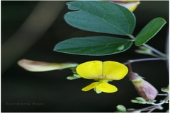 Atylosia albicans